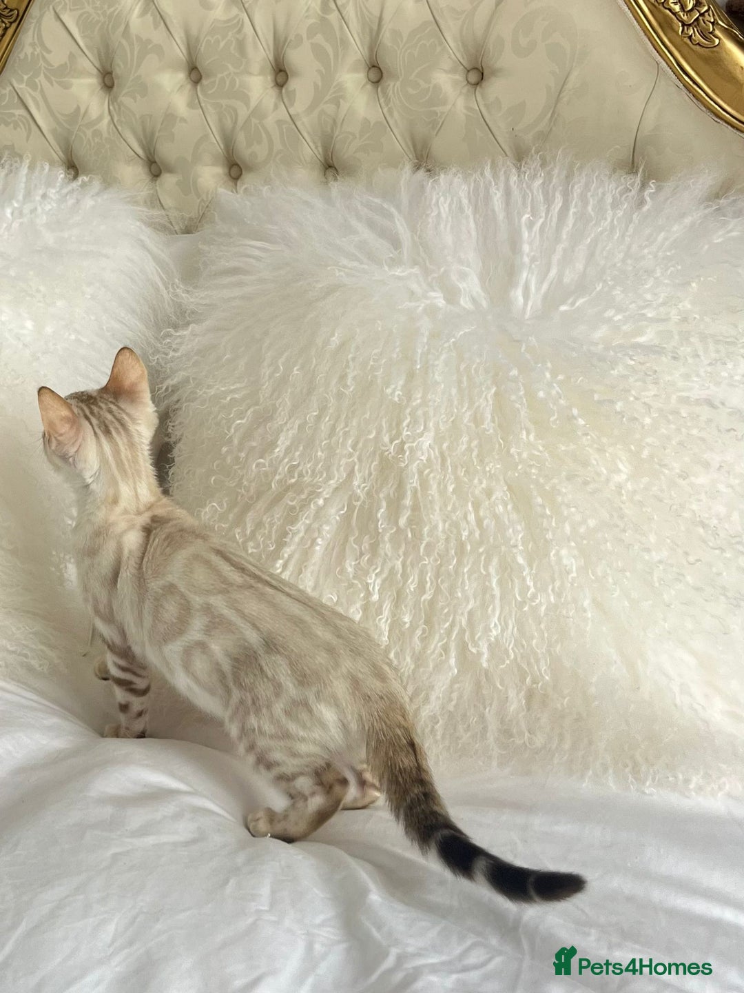 Bengal cats for sale: OUTSTANDING TICA REG BENGAL KITTENS  - Image 2