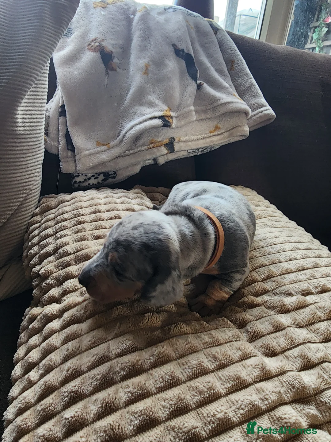 Dachshund dogs for sale: Miniature dachshunds - Advert 2