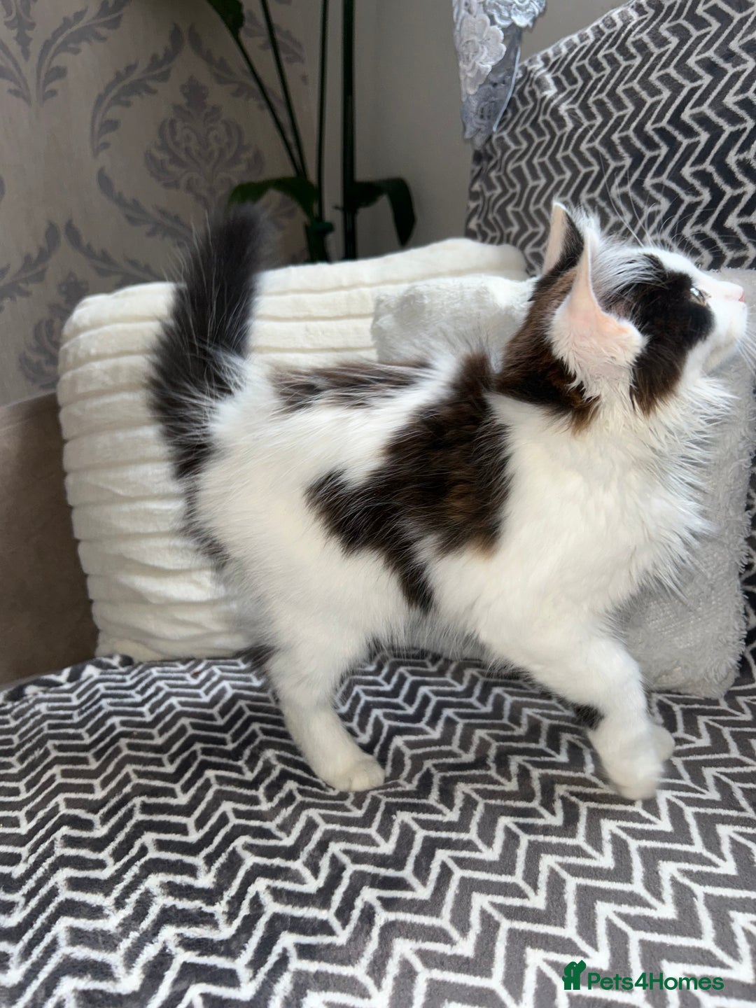 Mixed Breed cats for sale: Chocolate black and white kitten  - Image 9