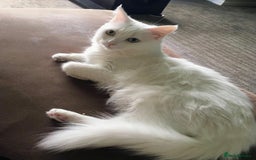 Persian cats for sale: Beautiful Nine week old Turkish Angora Female - Image 19