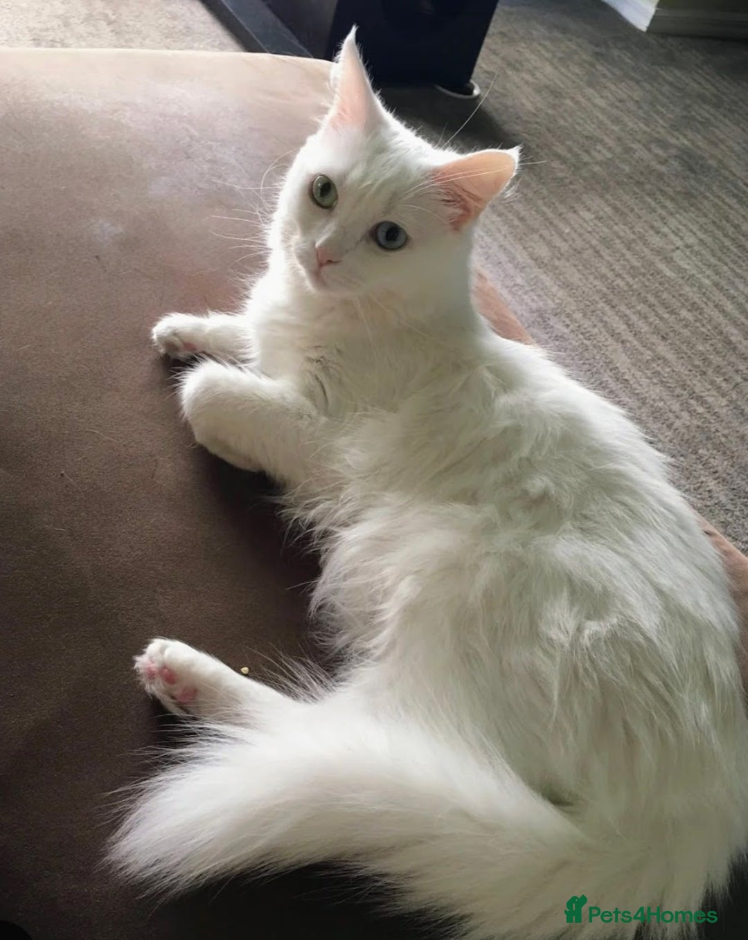 Persian cats for sale: Beautiful Nine week old Turkish Angora Female - Image 19