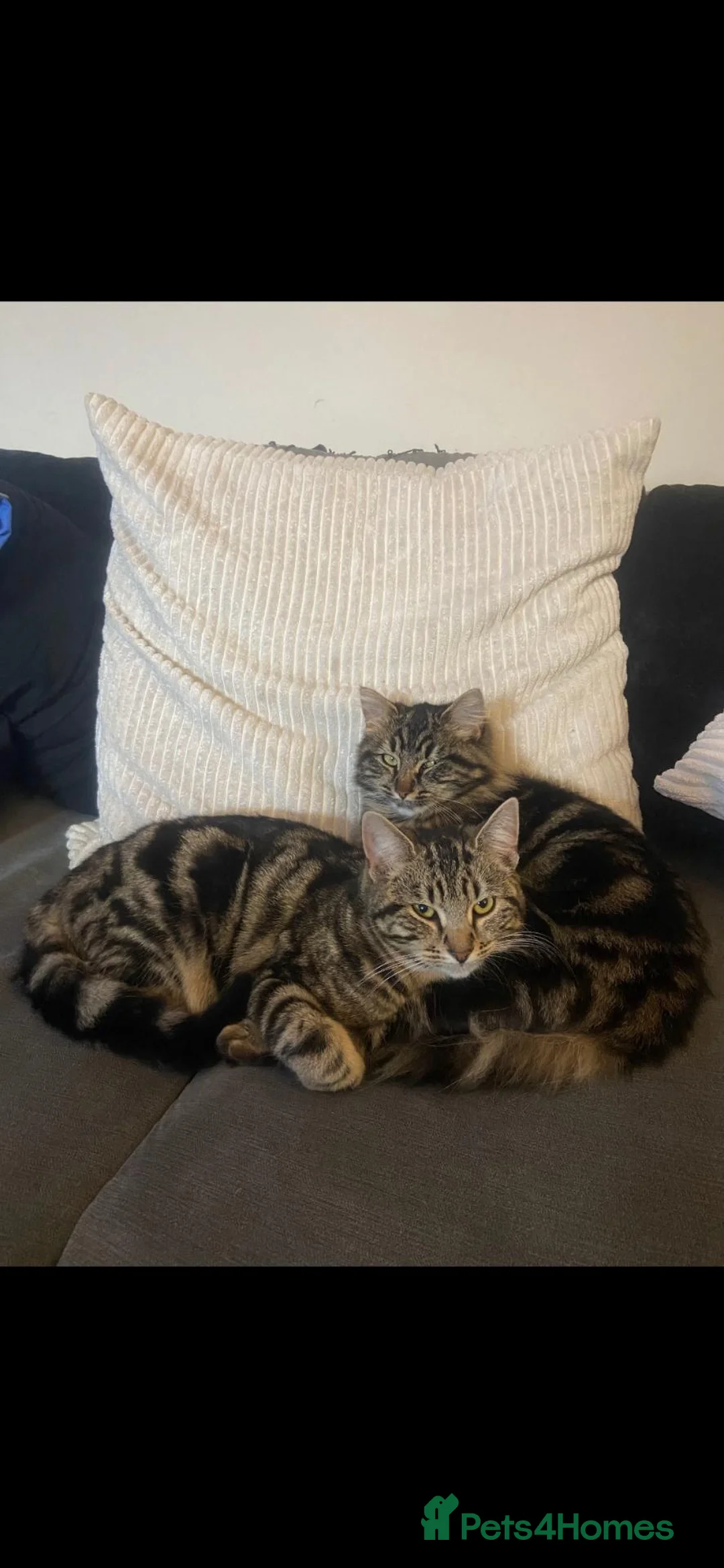 Mixed Breed cats for sale: Beautiful cats  - Advert 3