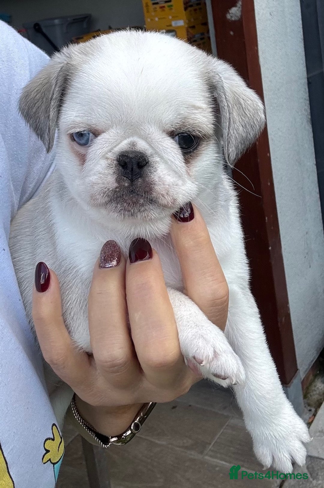 Pug dogs for sale: Beautiful exotic KC registered Pug puppies - Image 3