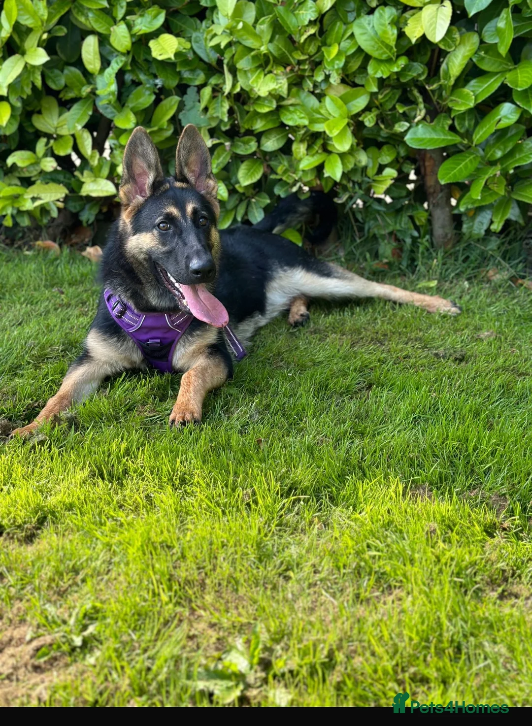 German Shepherd dogs for sale: GERMAN SHEPHERD PUPPIES 4 BOYS & 2 GIRLS - Advert 2