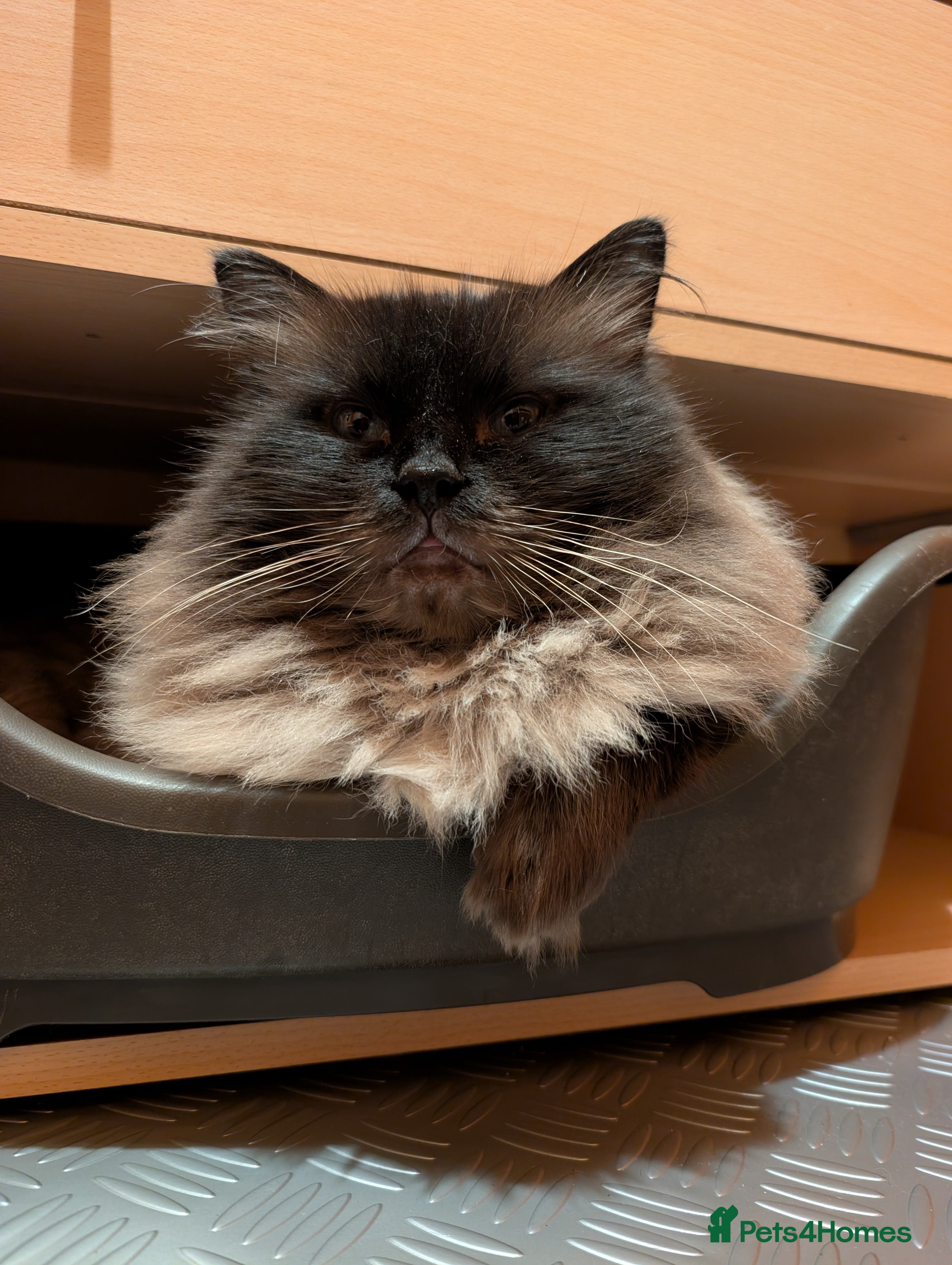 Ragdoll cats 100% proven Ragdoll STUD in Bradford - Advert 1