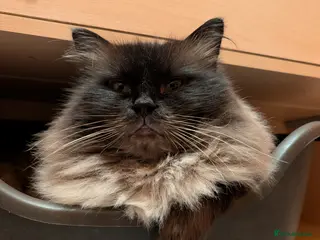 Ragdoll cats 100% proven Ragdoll STUD in Bradford - Advert 6