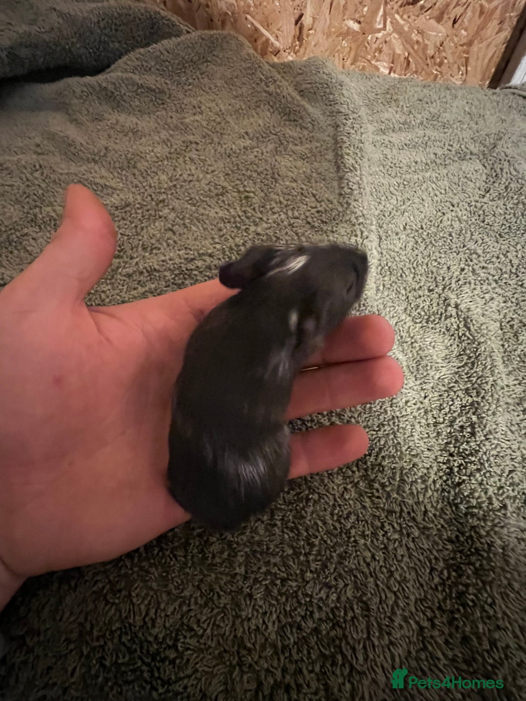 Guinea Pig rodents for sale: baby guinea pig - Advert 7