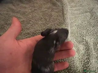 Guinea Pig rodents baby guinea pig - Advert 6