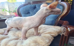 Sphynx cats for sale: Sphynx Kittens - Image 5