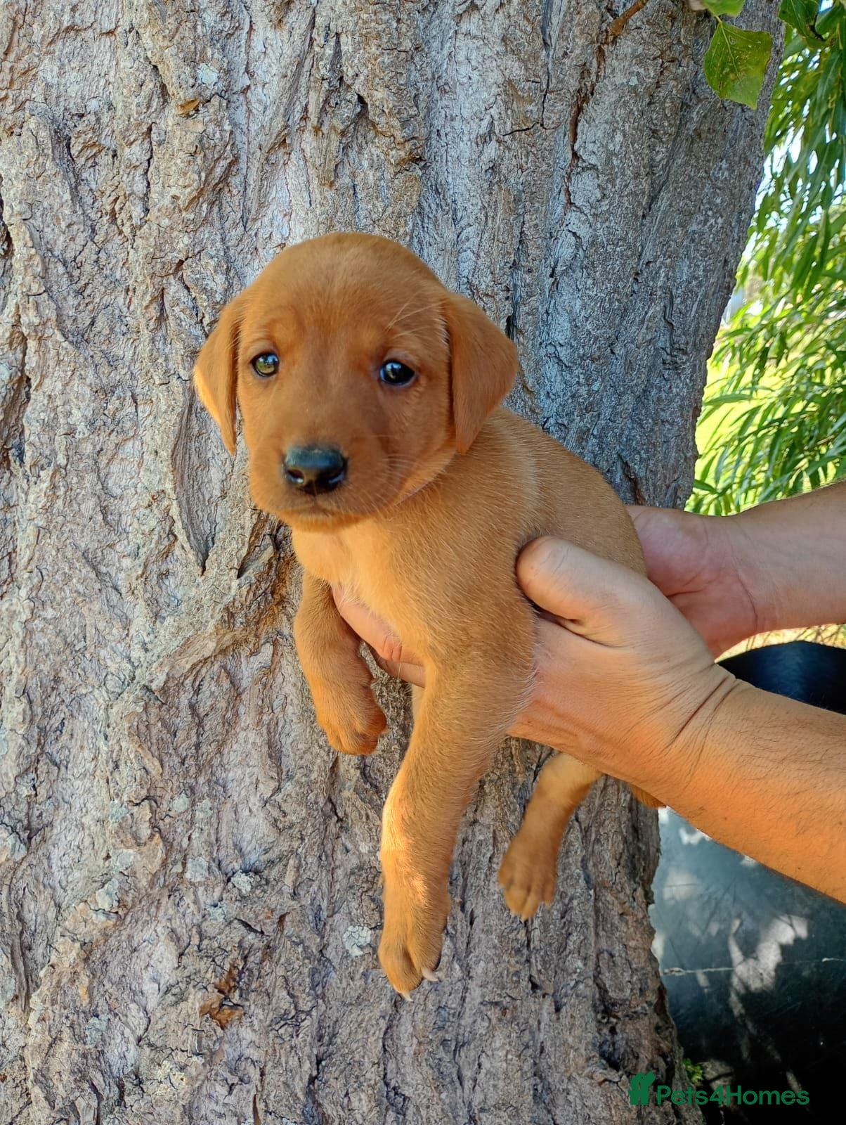 Labrador Retriever dogs Foxred labrador puppies - Advert 14