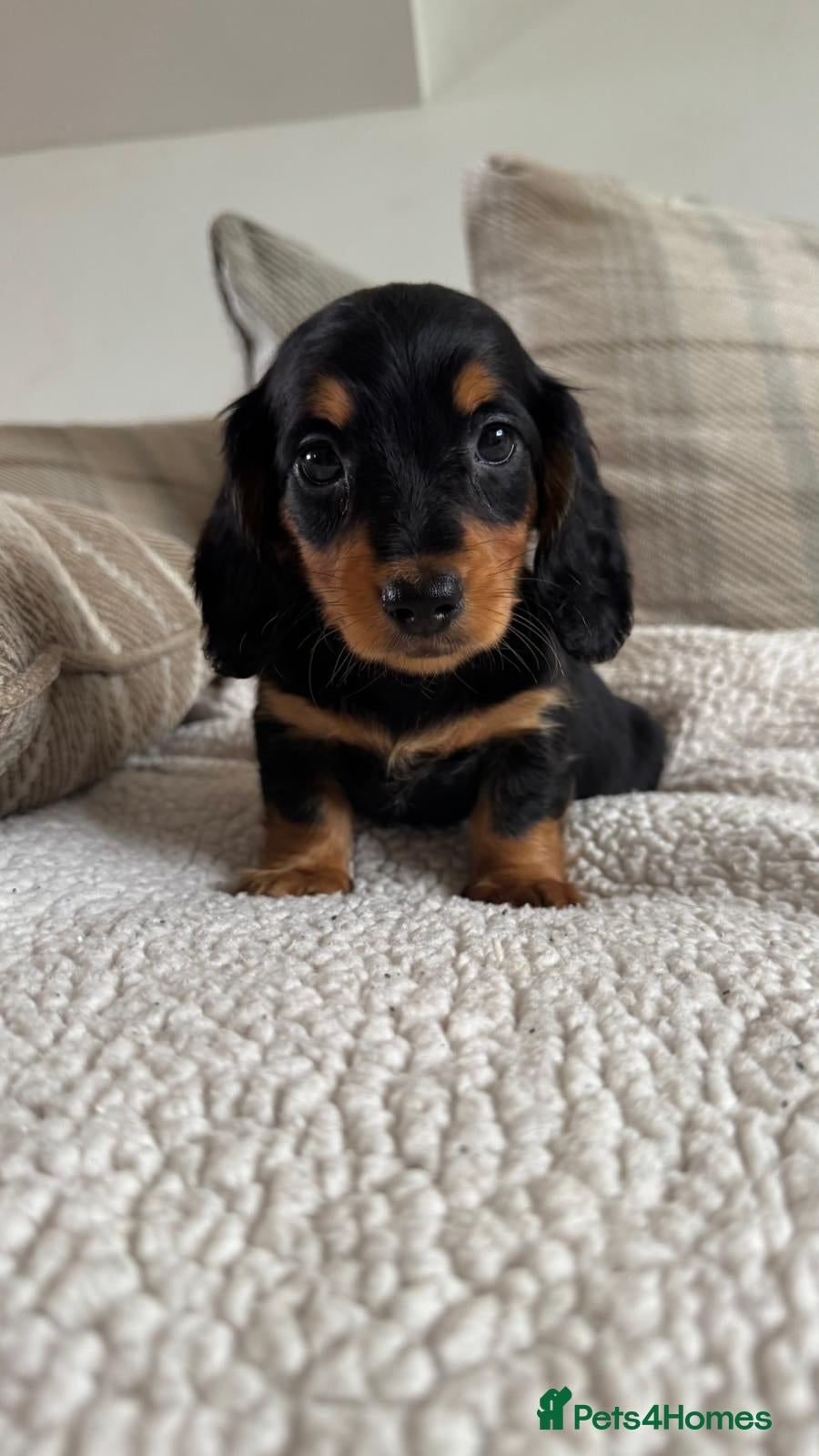 Miniature Dachshund dogs BEAUTIFUL PRA CLEAR & KC REG MINI DACHSHUNDS - Advert 1