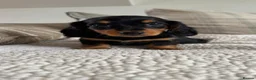 Miniature Dachshund dogs for sale: BEAUTIFUL PRA CLEAR & KC REG MINI DACHSHUNDS - Advert 3
