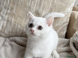 British Shorthair cats - Advert 5