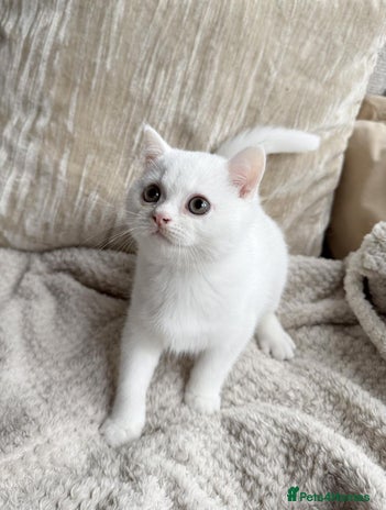 British Shorthair cats - Advert 3