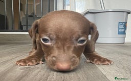 Miniature Dachshund dogs for sale: Smooth haired Miniature dachshunds - Image 9
