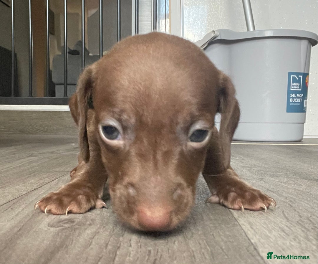 Miniature Dachshund dogs for sale: Smooth haired Miniature dachshunds - Image 9