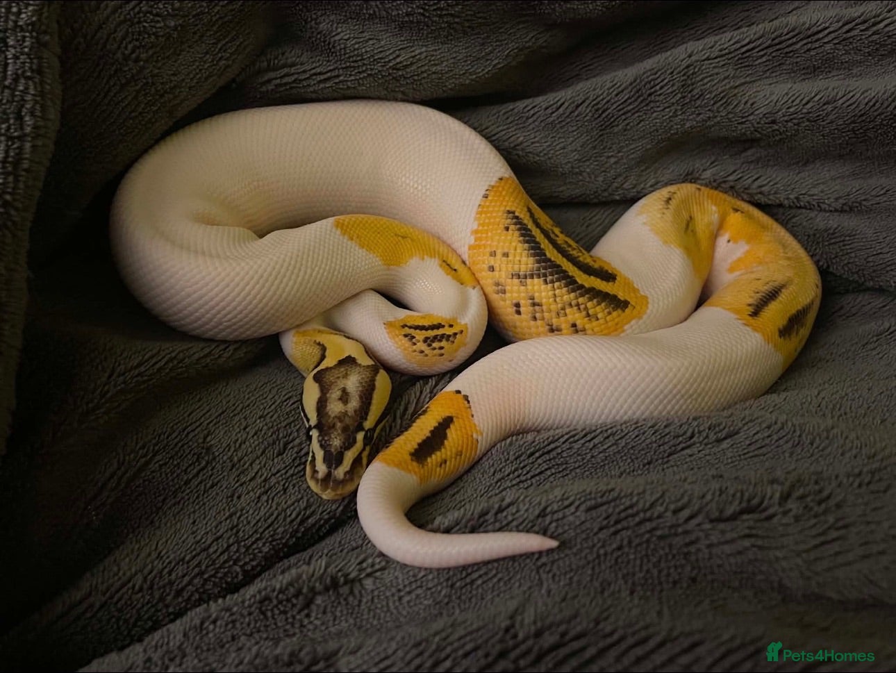 Boa Snake reptiles fire, pastel, orange dream pied royal-ball python - Advert 24