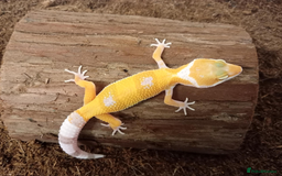 Leopard Gecko reptiles for sale: Beautiful Leopard Gecko Babies – Ready Now! - Image 6