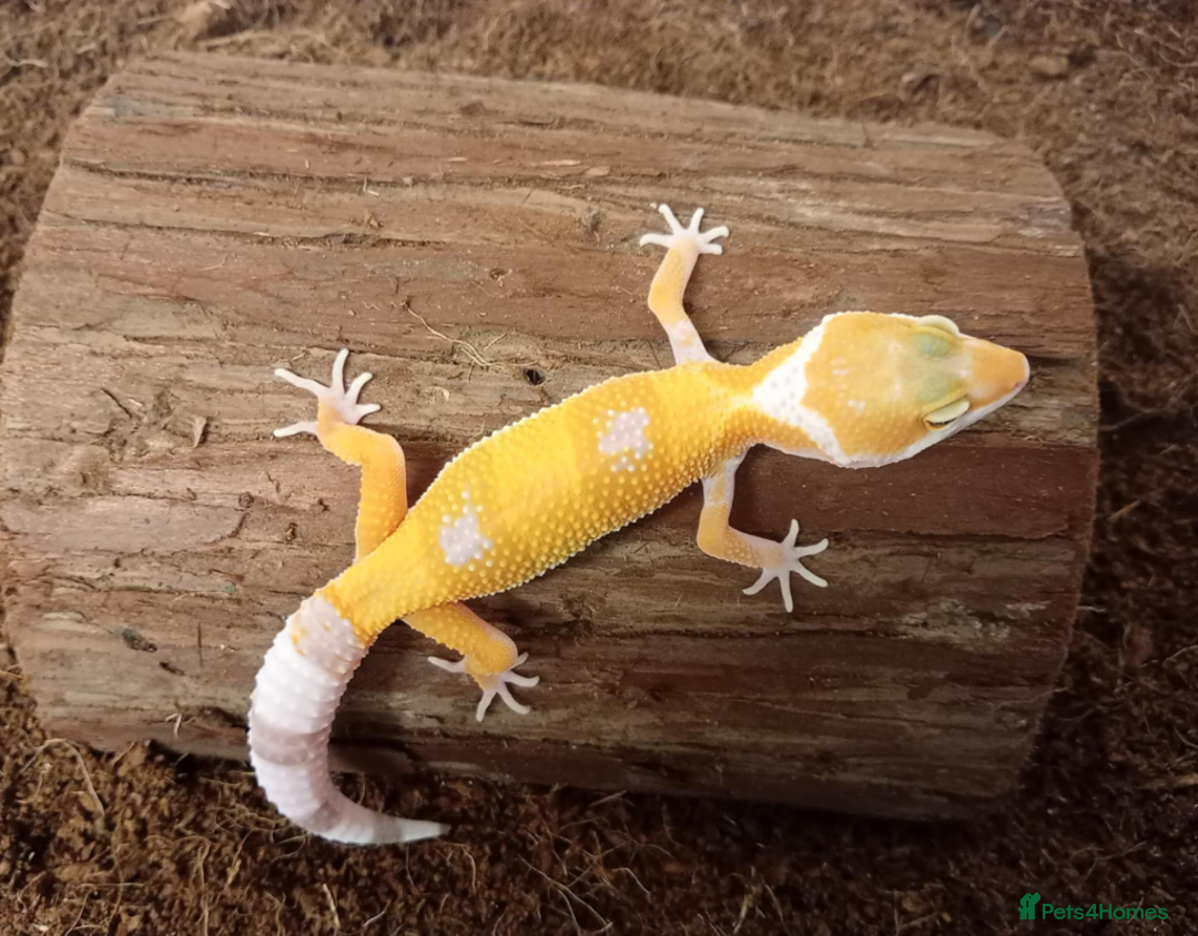 Leopard Gecko reptiles for sale: Beautiful Leopard Gecko Babies – Ready Now! - Image 6