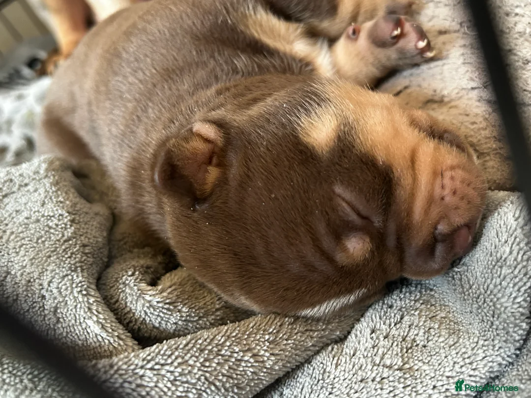American Bully dogs for sale: New vids litter available in 5 weeks read ad  - Advert 6