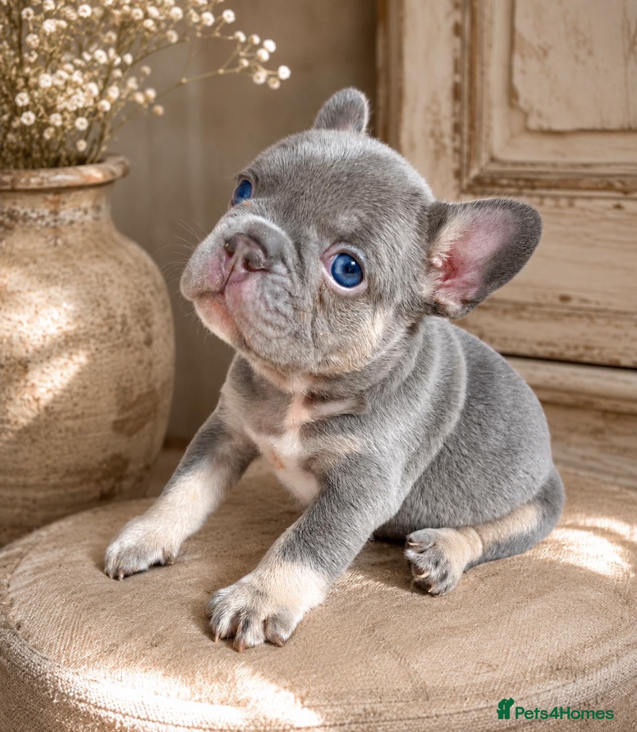 French Bulldog dogs for sale: I need a home for my 3 month pedigree boy Frankie - Advert 8