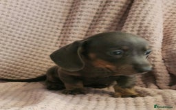 Miniature Dachshund dogs for sale: Beautiful miniature dachshund  - Image 14