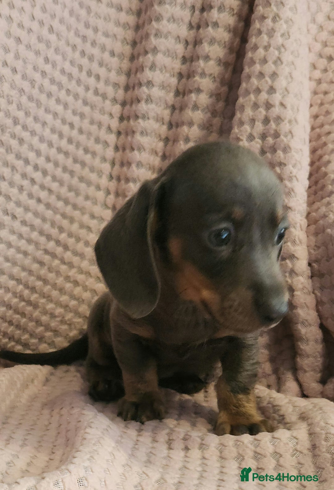 Miniature Dachshund dogs for sale: Beautiful miniature dachshund  - Image 14