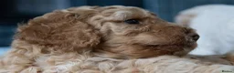 Cockapoo dogs for sale: Beautiful Cockapoo Puppies - Advert 30