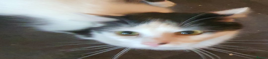 British Shorthair Kitten 1