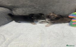 Chihuahua dogs for sale: chihuahuas puppies for sale  - Advert 6
