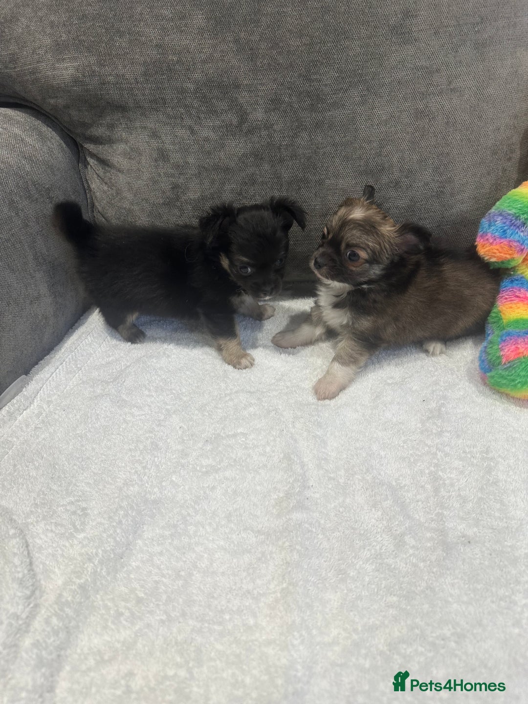 Chihuahua dogs for sale: chihuahuas puppies for sale  - Advert 6