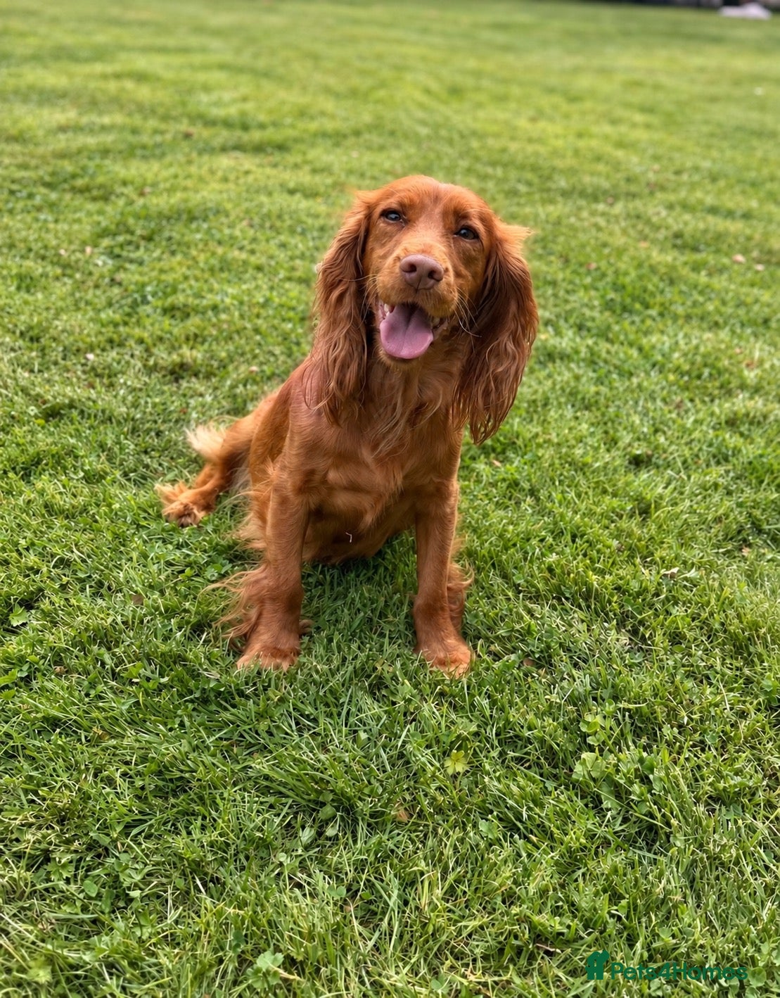Cockapoo dogs Super Quality Cockerpoos  - Advert 2