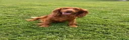 Cockapoo dogs for sale: Super Quality Cockerpoos  - Advert 2