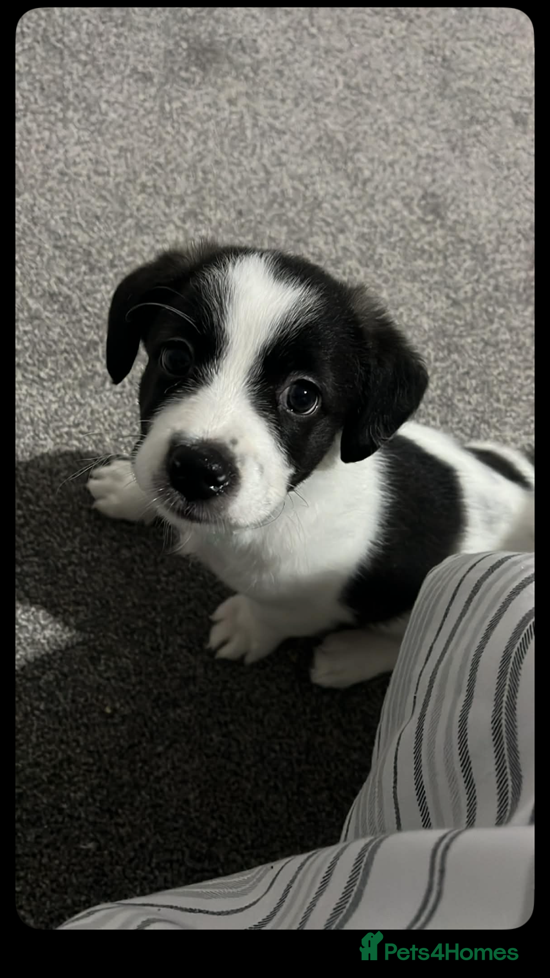 Mixed Breed dogs for sale: Bijon Cross Male Puppy - Advert 2