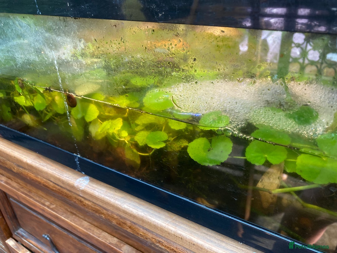 Frog reptiles for sale: Fire belly toads and dart frog - Image 2