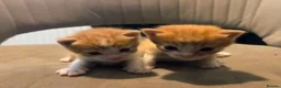 Domestic Shorthair cats for sale: Beautiful, healthy & happy kittens for rehoming in Cranbrook - Advert 17