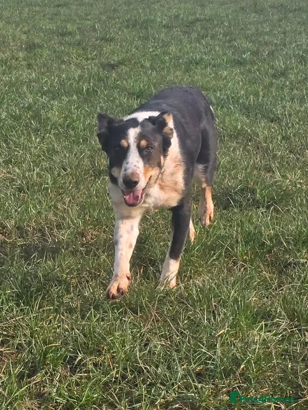 Mixed Breed dogs for adoption: TOMMY - YOUR NEW SIDEKICK IS A SOFTIE 💙 - Advert 2