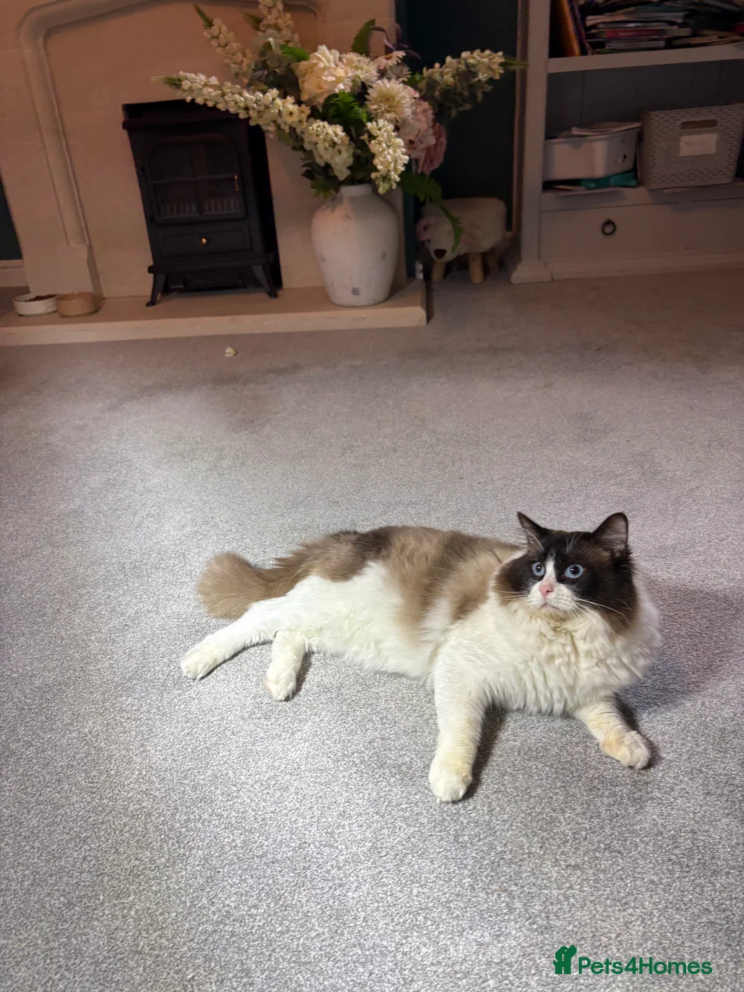 Ragdoll cats for stud: TICA & GCCF SEAL BICOLOUR Stud - Advert 4