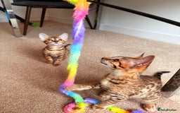 Savannah cats for sale: TICA Reg F3 Savannah Female Kitten ONE LEFT - Image 23