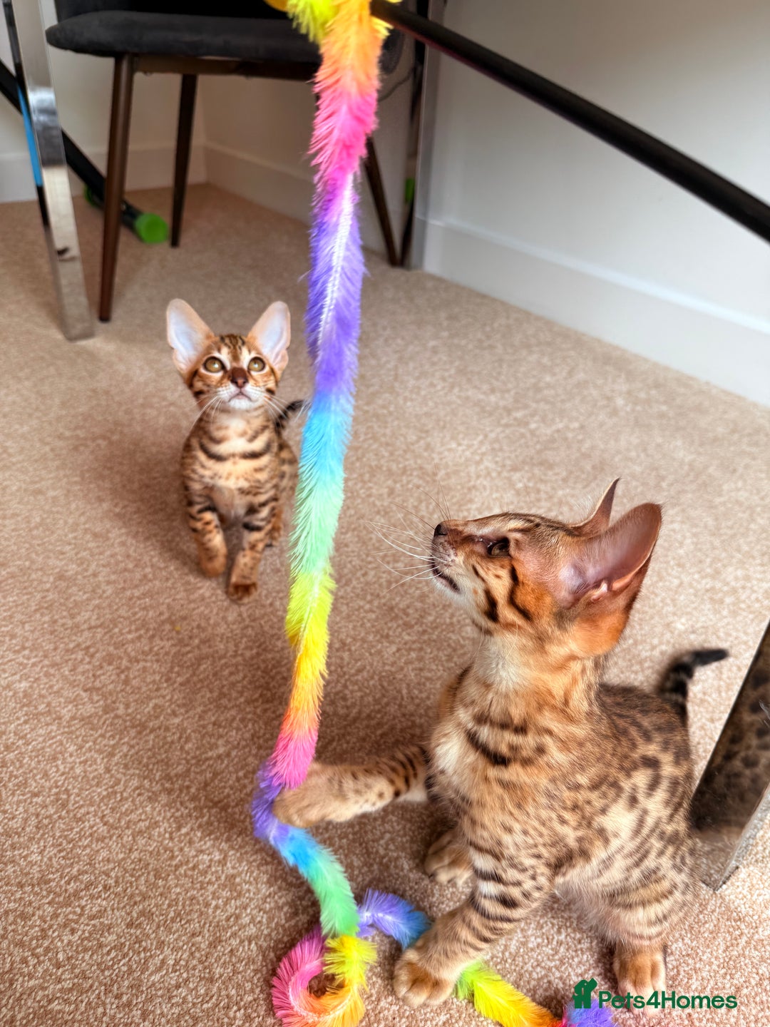 Savannah cats for sale: TICA Reg F3 Savannah Female Kitten ONE LEFT - Image 23