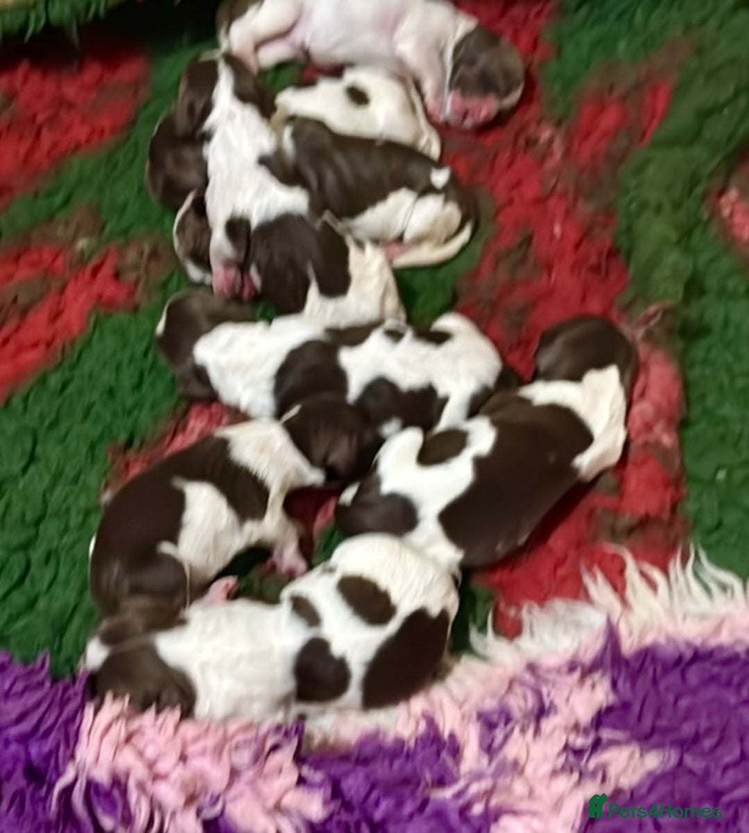 English Springer Spaniel dogs for sale: KC Working English springer spaniel puppies - Advert 23