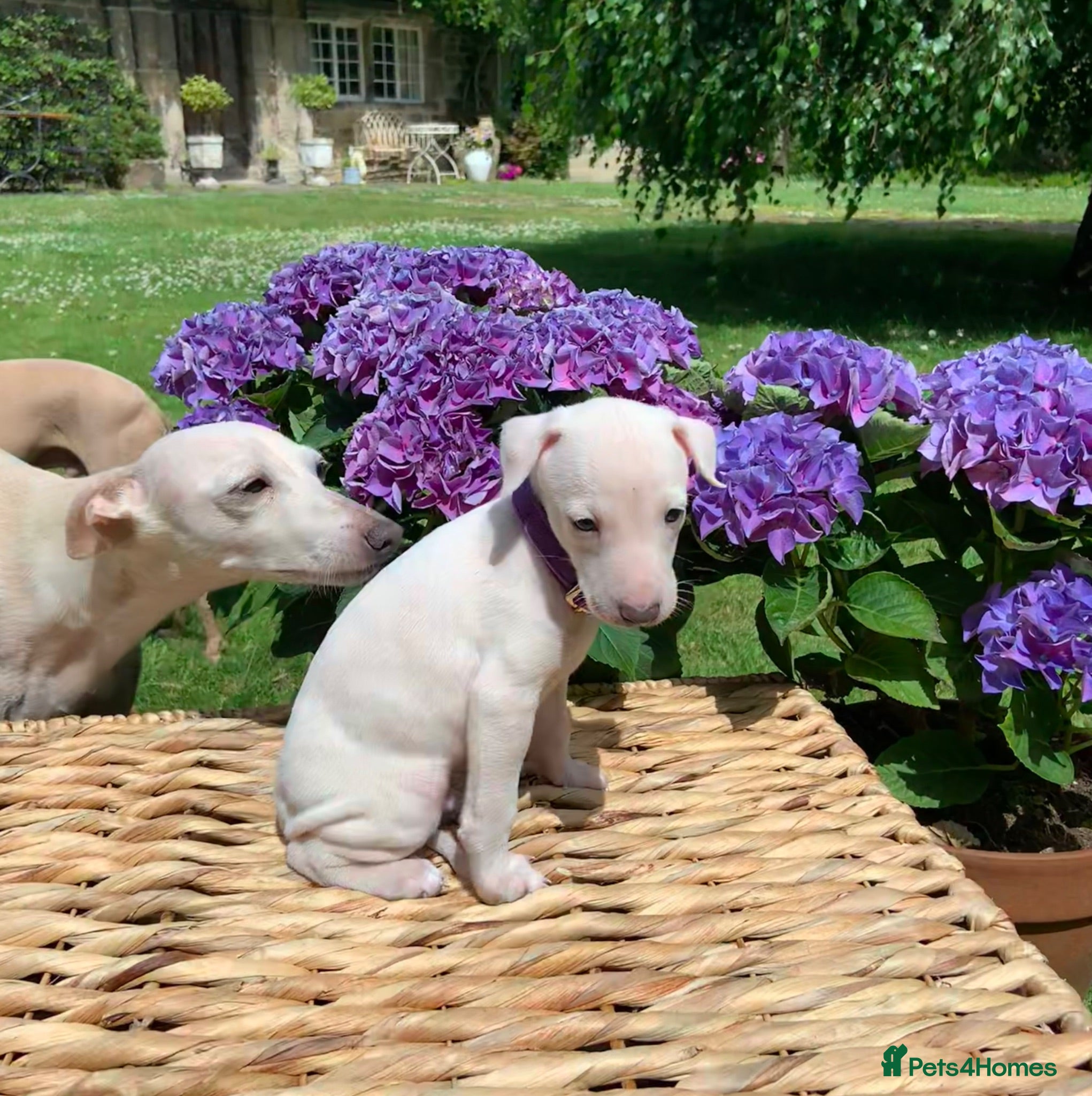 Italian Greyhound dogs KC Italian greyhound puppies East. Europ lineage - Advert 9