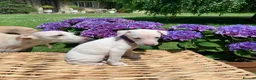 Italian Greyhound dogs for sale: KC Italian greyhound puppies East. Europ lineage - Advert 6