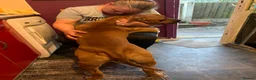Mixed Breed dogs for sale: Rocky (mastiff x staff)  - Advert 29