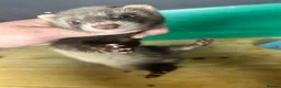 Ferret rodents for sale: Baby Ferret - Advert 13