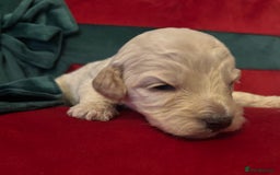 Cockapoo dogs for sale: ⭐️OUTSTANDING, HIGH QUALITY Cockapoo F1B Puppies⭐️ - Advert 13