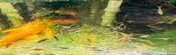 Plecos fish for sale: Golden Bristlenose Pleco L144 Lemon blue/black eye - Advert 10