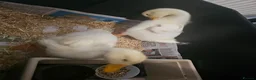 Ducks poultry for sale: 2 Aylesbury Ducklings - Advert 5