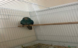 Lovebirds birds for sale: Kakariki bird  - Image 2