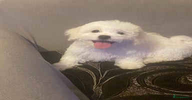Maltese dogs - Advert 2
